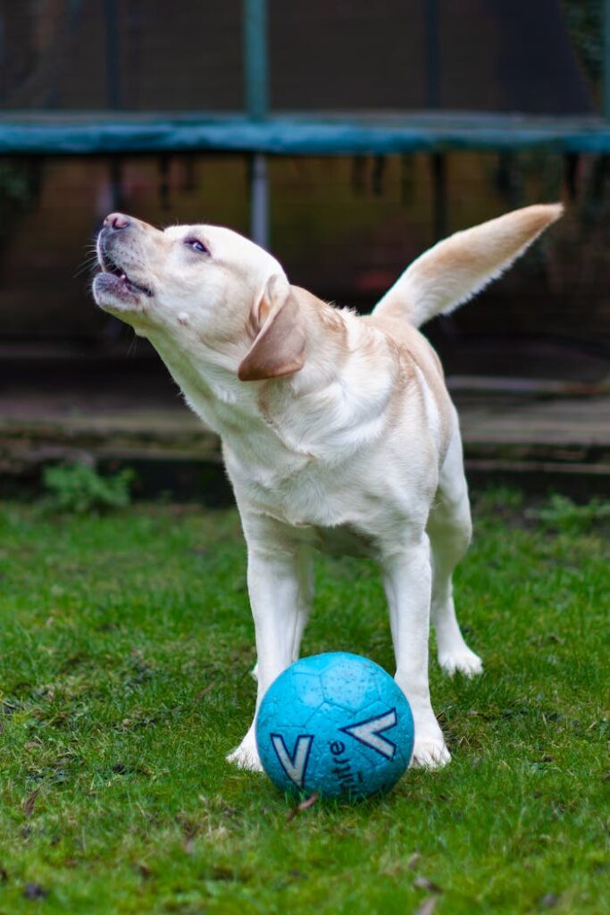 Playful Labrador Retriever barking with blue soccer ball on grass.