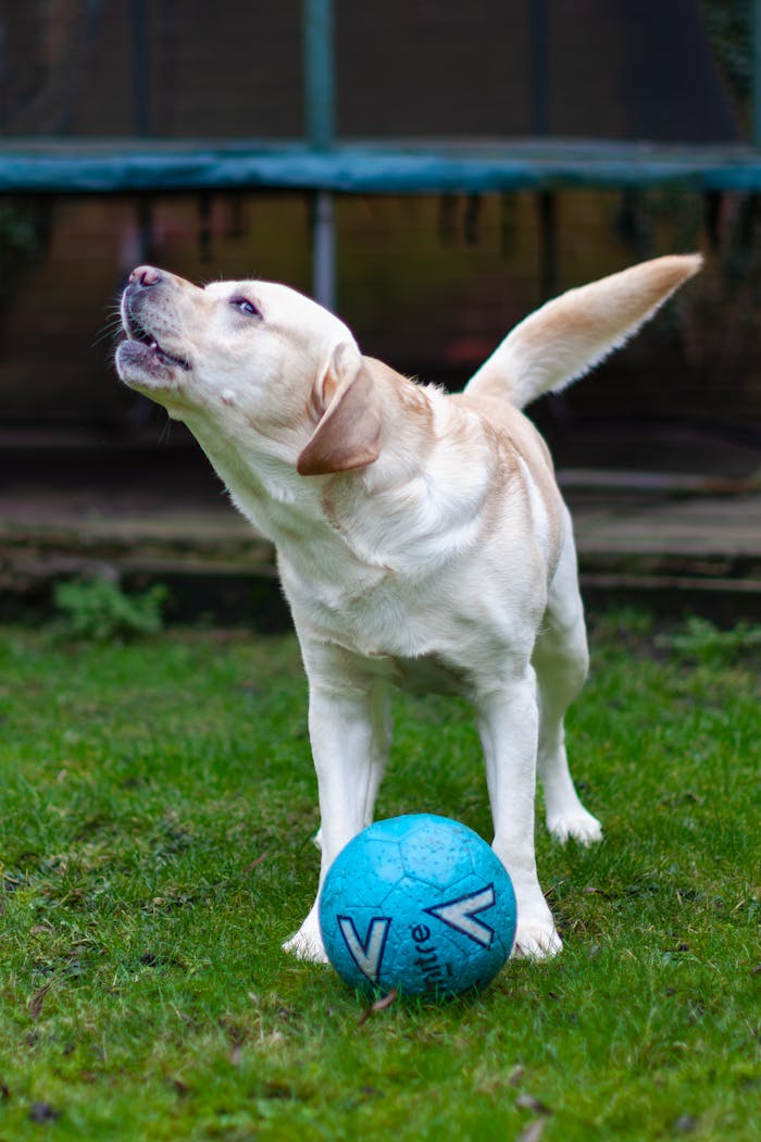 Playful Labrador Retriever barking with blue soccer ball on grass.