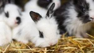 baby rabbits 02178b9a 346d 47bf 9300 b0ca82991200